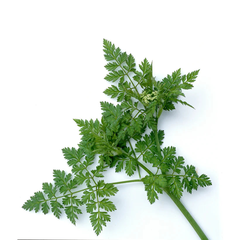 Saatgut "ANIS COMMON" - Pimpinella anisum